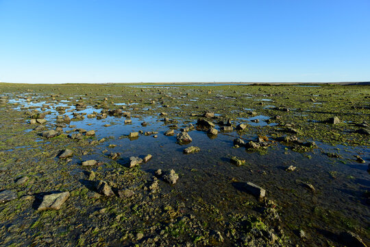 Puerto Deseado Ria, low tide, Puero Deseado Nature Reserve, Santa Cruz Province, Patagonia, Argentina.