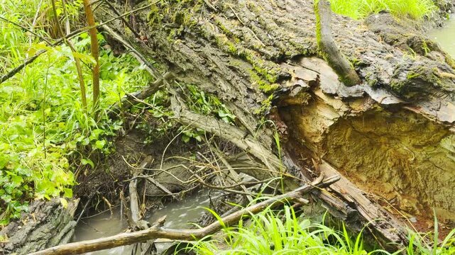 Raindrops tap against the fallen tree and green leaves. Water flows through the stream creating a bubbling sound. The wet forest air is filled with a soft, rhythmic patter.