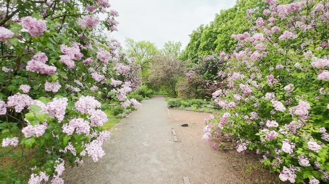 Wet lilac bushes line the gravel path, rustling softly in the breeze. Water drops tap against the leaves, accompanied by melodic birdsong. A low city hum drones in the background.