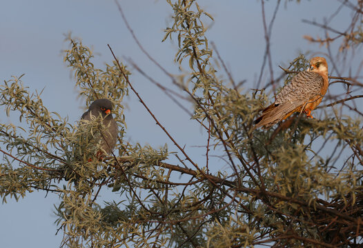 A male and female Red-footed Falcon (Falco vespertinus) perched on Oleaster branches against a clear blue sky.