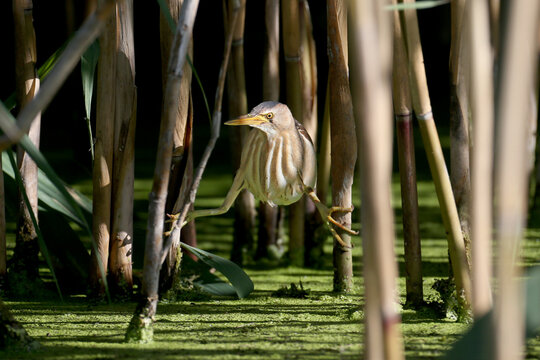 Female Little Bittern (Ixobrychus minutus) blending into its natural environment in the marsh.