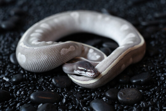 Mystic Potion Ball Python (Python regius) with beautiful lavender and grey scales resting on black pebbles.