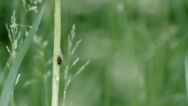 Red-and-Black Froghopper on Stem in Meadow &ndash; 4K Slow Motion, Wide Macro, Linz