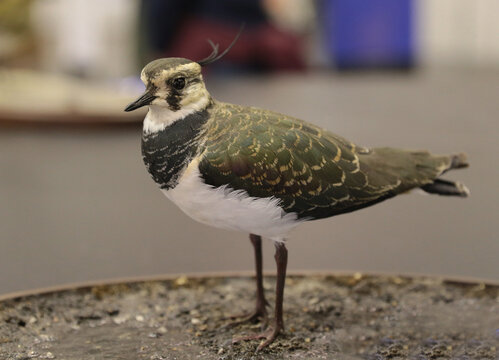 This bird is a bibis, which can be recognized by its bobtail and greenish-black back.