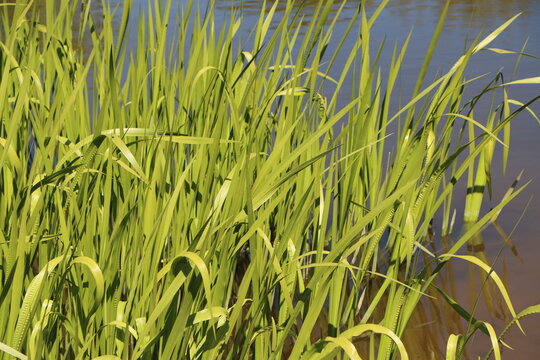 Acorus calamus (sweet flag) growing in a pond