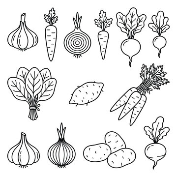 Variety of Root Vegetables Illustration.