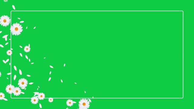 white daisies flower and petals corner border frame green screen animation,chroma key cosmetic beauty and wave isolated social media motion design element