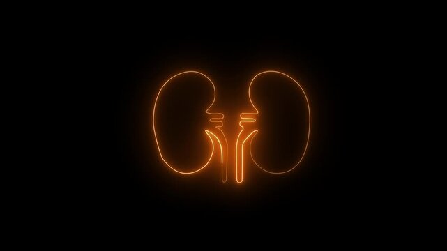 Glowing The kidney was divided into the right and left halves icon heart kidneys light modern neon nephrology organ anatomy biology. 