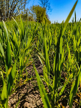 field of corn