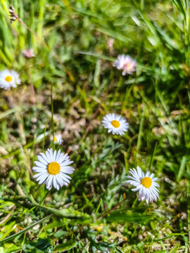 daisy in the grass
