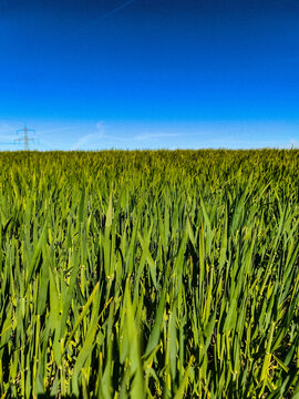 field of corn