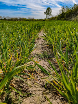 field of corn