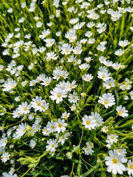 white flowers in the garden