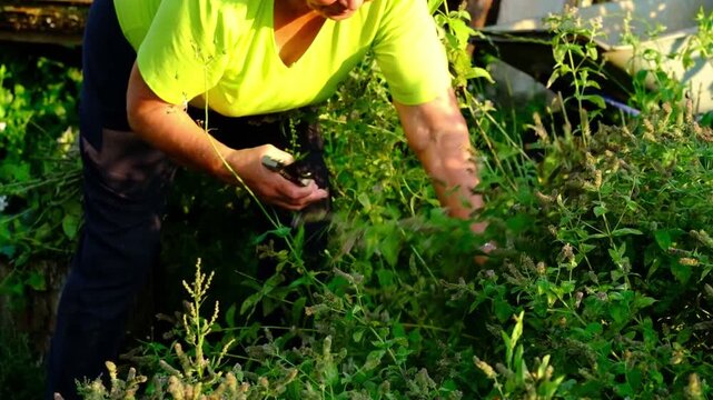 Close side crop shows senior hands snipping mint stems among wild greenery, bright summer light and shallow depth adding energy. Fresh harvest helps reduce waste and cut grocery costs.