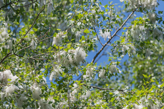 Cottonwood fluff on green poplar tree branches against a clear blue summer sky