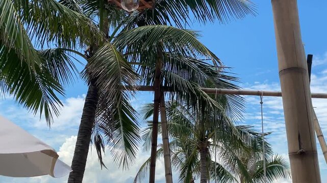 Cocos nucifera coconut palm filmed swaying in Vietnam, with green fronds and blue sky for tropical nature, travel, and outdoor footage.