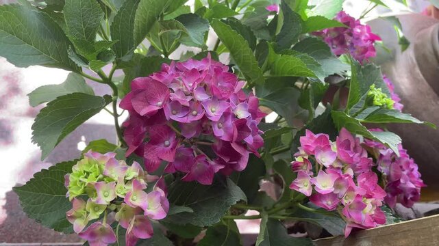 Pink purple Hydrangea macrophylla flowers filmed in Vietnam, showing clustered blooms and green leaves for ornamental garden footage.