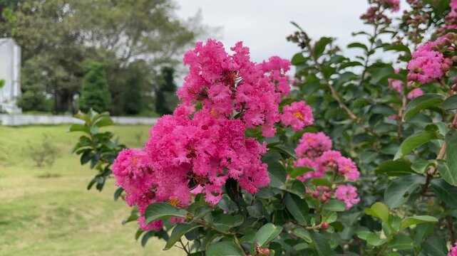 Pink Lagerstroemia indica flowers filmed in Vietnam, showing clustered blooms and green leaves for ornamental tree, garden, and botanical footage.