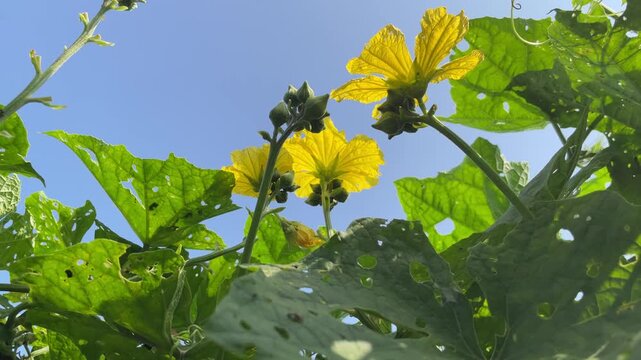 Yellow Luffa cylindrica flower filmed in Vietnam, blooming among green vine leaves under blue sky for vegetable garden and tropical farming themes.