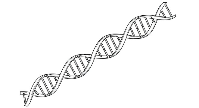 A black and white line drawing depicts a double helix structure resembling DNA. The illustration clearly represents the genetic code and its characteristic spiral shape.