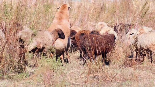ram mounting sheep in herd medium shot in pasture, ovine mating behavior in rural field environment showing reproduction process and livestock breeding activity in agricultural setting