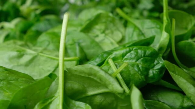 Hands holding fresh green spinach leaves