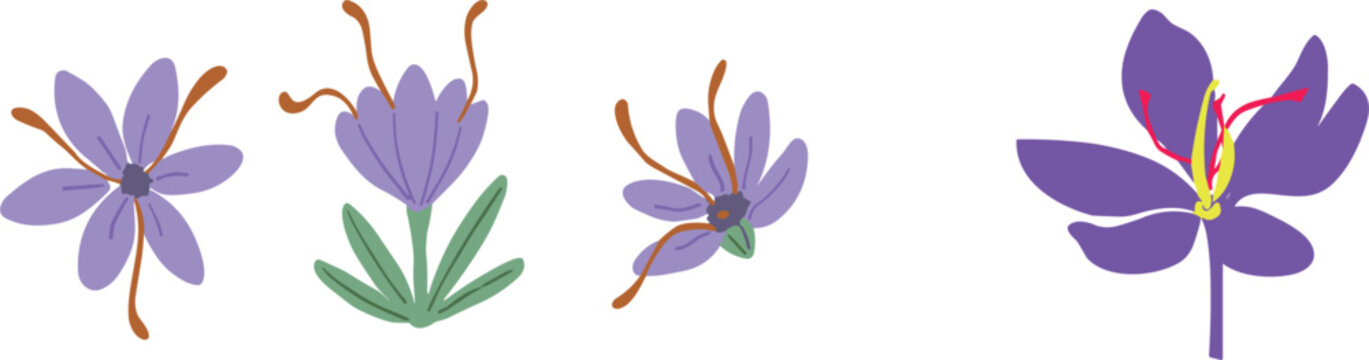 A vector set featuring a collection of vibrant purple saffron crocus flowers with red stigmata and green leaves isolated on a grey background.