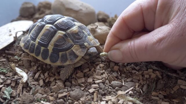 Woman's hand feeding a small land tortoise in a home terrarium, highlighting pet care, gentle interaction and responsible animal keeping.