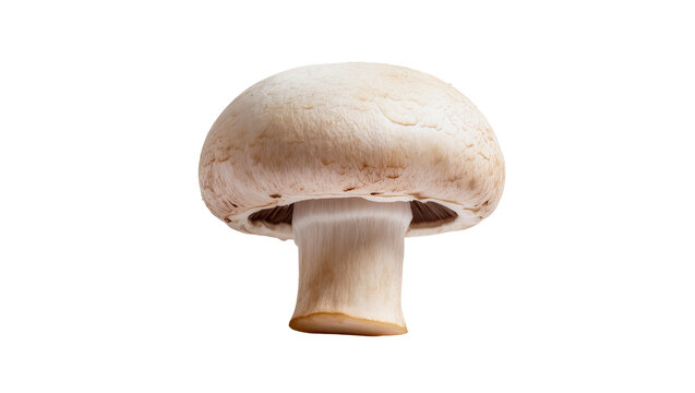 Single white button mushroom with brown gills, isolated on transparent background