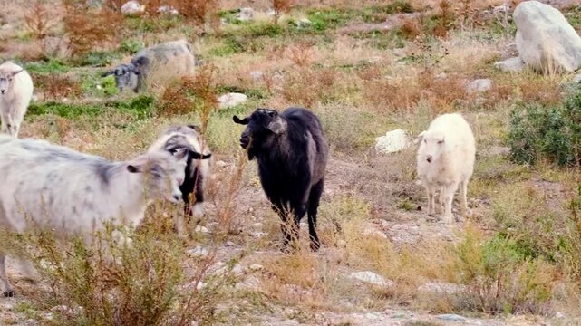 Herd of domestic goats walking in mountain pasture, farm livestock moving across rocky highland landscape, natural rural farming scene with animals grazing in wild terrain