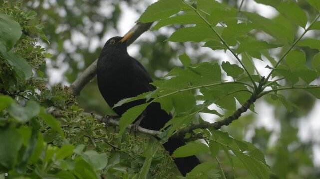 Alert Male Blackbird Scanning Environment &ndash; 4K Slow Motion, Perched Songbird, Linz