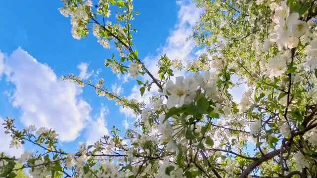 Blooming apple tree branches against blue sky. Spring nature scenery with white flowers. Seasonal forest flora growth and botanical beauty