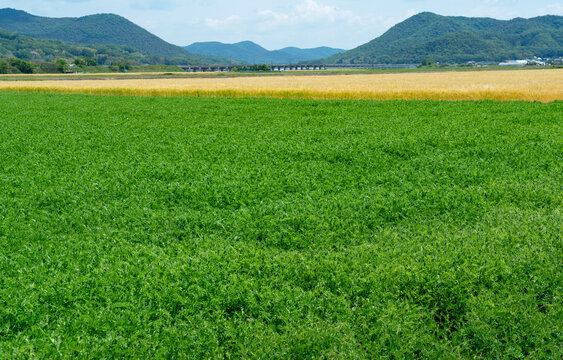 Green leguminous green manure crops in a paddy field for soil improvement, sustainable organic farming landscape in Okayama Japan