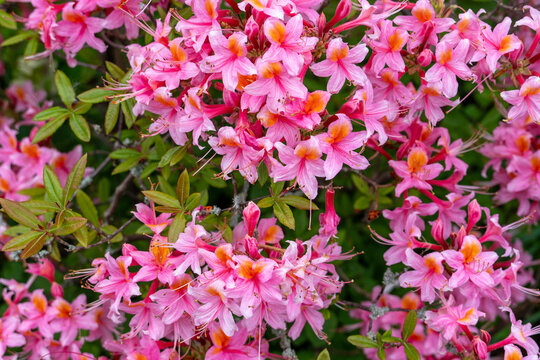 Gartenazalee mit &uuml;berbordender Bl&uuml;te