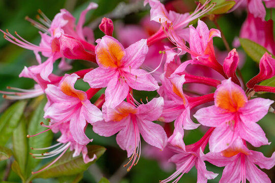 Gartenazalee mit &uuml;berbordender Bl&uuml;te