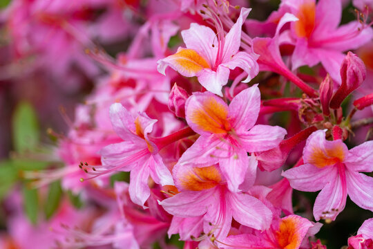 Gartenazalee mit &uuml;berbordender Bl&uuml;te