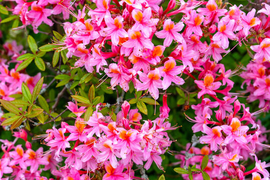 Gartenazalee mit &uuml;berbordender Bl&uuml;te