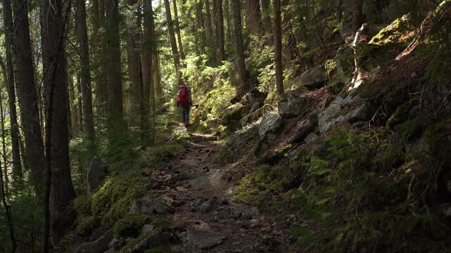 Hiker walks along a forest trail surrounded by trees and rocks on a sunny day exploring nature in the great outdoors. Gorgany Range. Spring Hiking in Carpathian Mountains. Ukraine