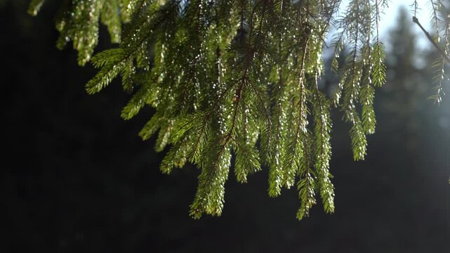 Sunlight shines on pine tree branches in a forest during a bright morning in spring. Gorgany Range. Spring Hiking in Carpathian Mountains. Ukraine
