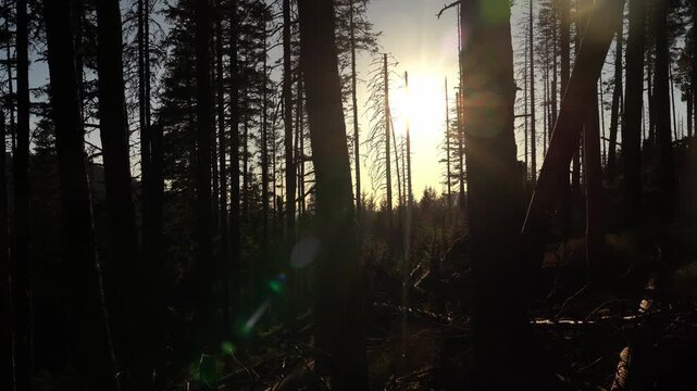 Sunrise in a forest with trees and sun shining through branches in early morning light. Gorgany Range. Spring Hiking in Carpathian Mountains. Ukraine