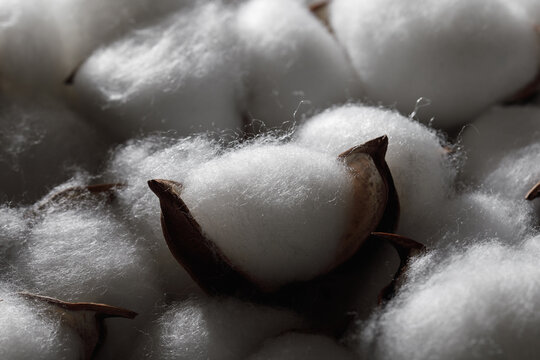 Cotton boll fluffy fibers сlose-up. White cotton fibers are highlighted, giving a sense of purity and natural softness texture. Cotton before it's processed for textiles and other uses.