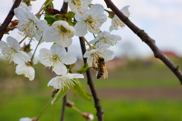 ​A hardworking bee collects nectar from delicate white cherry blossoms against a blurred spring garden background. © Олег Струс