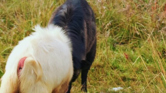 Two domestic goats butting heads in rivalry, competing for dominance within herd on mountain pasture, natural animal behavior during hierarchy interaction in rural livestock environment