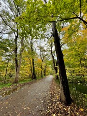 Fototapeta premium path in autumn forest