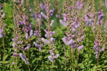 Naklejka premium Jolies fleurs rose d'Astilbe chinensis , Pumila