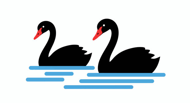 Two elegant black swans glide serenely on calm blue water