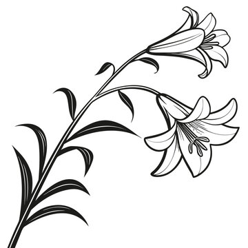  easter lily silhouette on white background