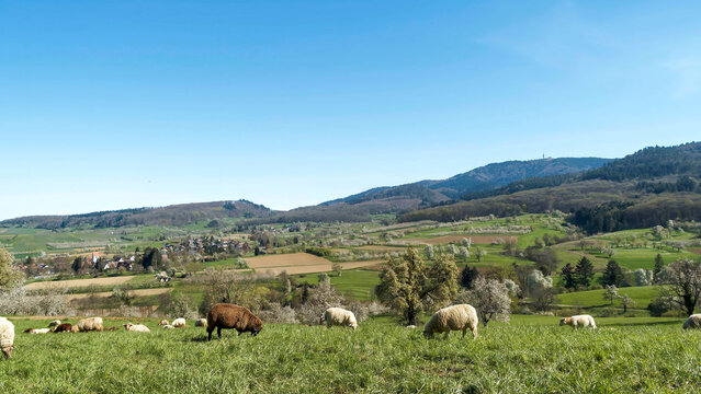 (Ovis gmelini aries) Coburger Fuchsschafe Herde weidet an den gr&uuml;nen H&auml;ngen des Markgr&auml;flerlandes im Schwarzwald, vorbei an Kirschbl&uuml;tenhainen.
