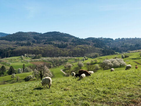 Mutterschafe und Widder Coburger Fuchsschafe (Ovis gmelini aries) mit goldbeiger Wolle und L&auml;mmer mit rotbraunem Fell grasen auf den Weiden am Fu&szlig;e der Schwarzwaldh&auml;nge