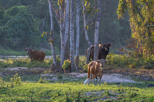 A herd of Banteng grazes in the lush forest.